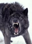 AlphaDog209