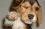 Beatboxin Dawg