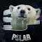 _polar's Avatar