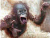 ILikeMonkeys