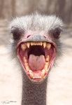 [Emu]PooP[Emu]