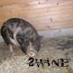 Backward Swine's Avatar